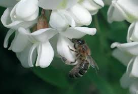 bee on acacia flower